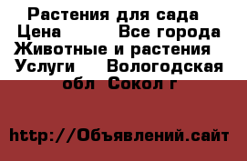 Растения для сада › Цена ­ 200 - Все города Животные и растения » Услуги   . Вологодская обл.,Сокол г.